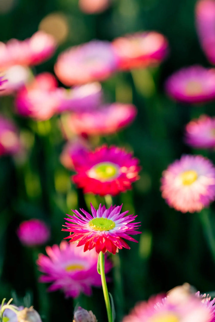 Close-up of a Petal and Bow pink everlasting paper daisy flowers with a blurred background of other daisies