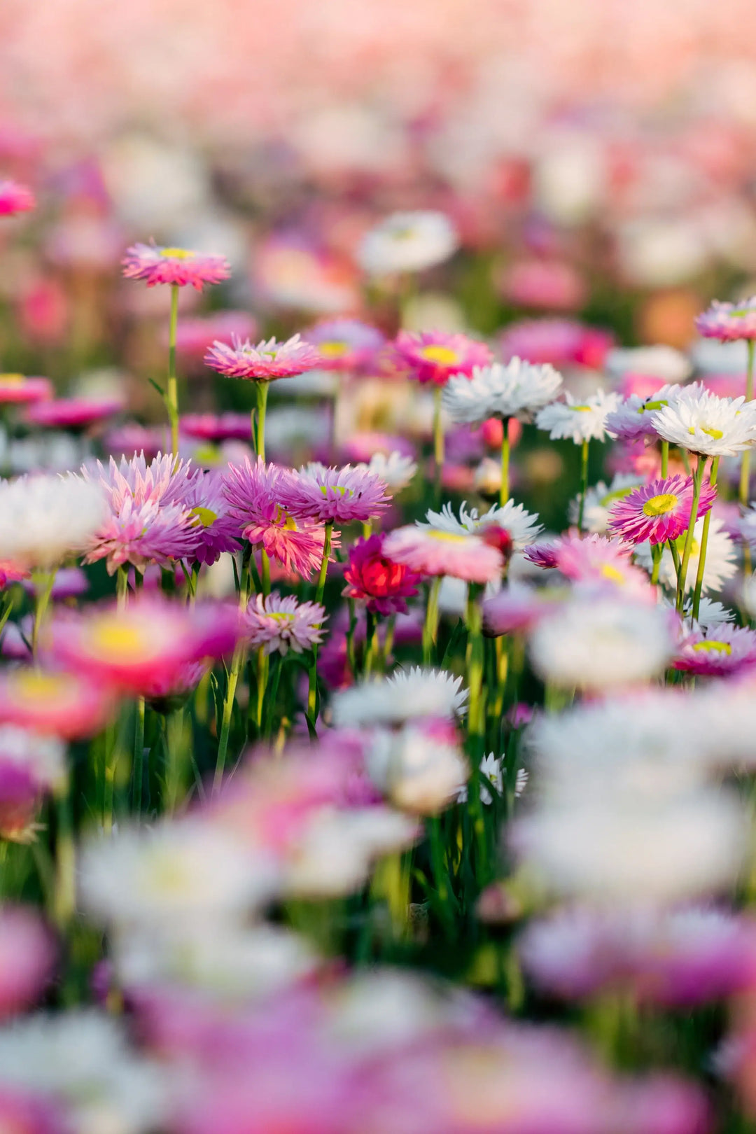 Field of colourful everlasting paper daisy flowers with a soft focus effect in the petal and bow flowers wildflowers daisy field. 