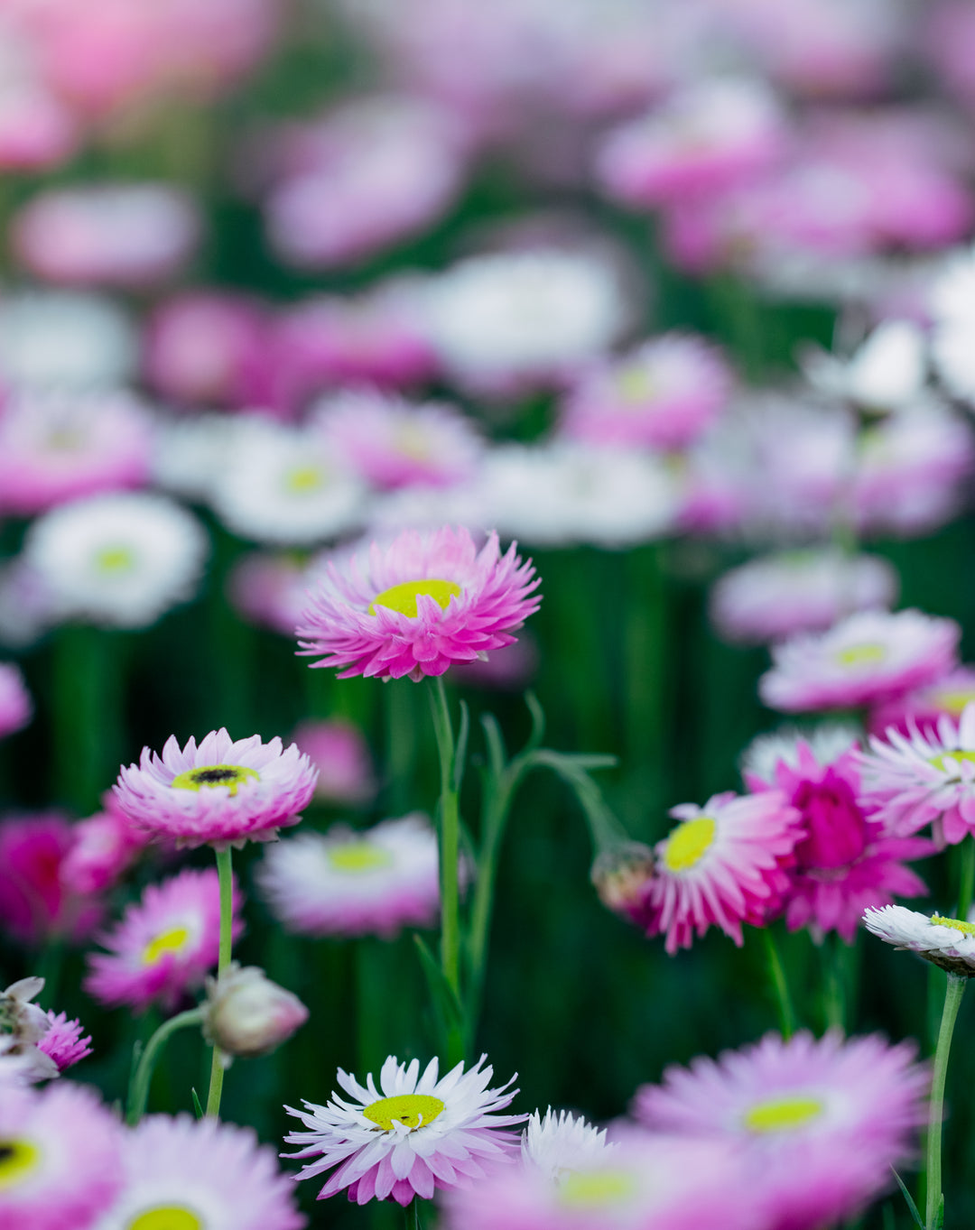 Close-up of pink and white flowers with a blurred background