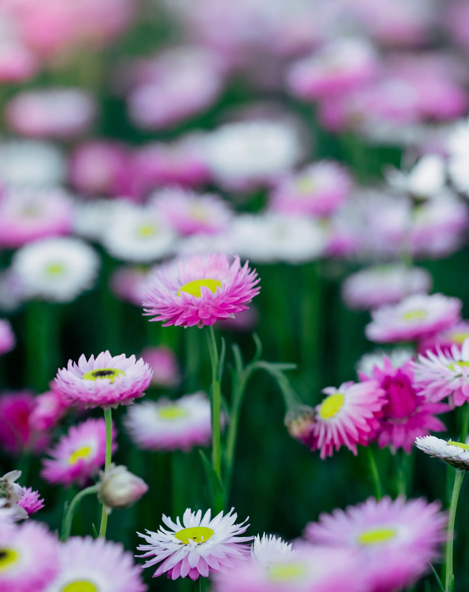 Close-up of pink and white flowers with a blurred background