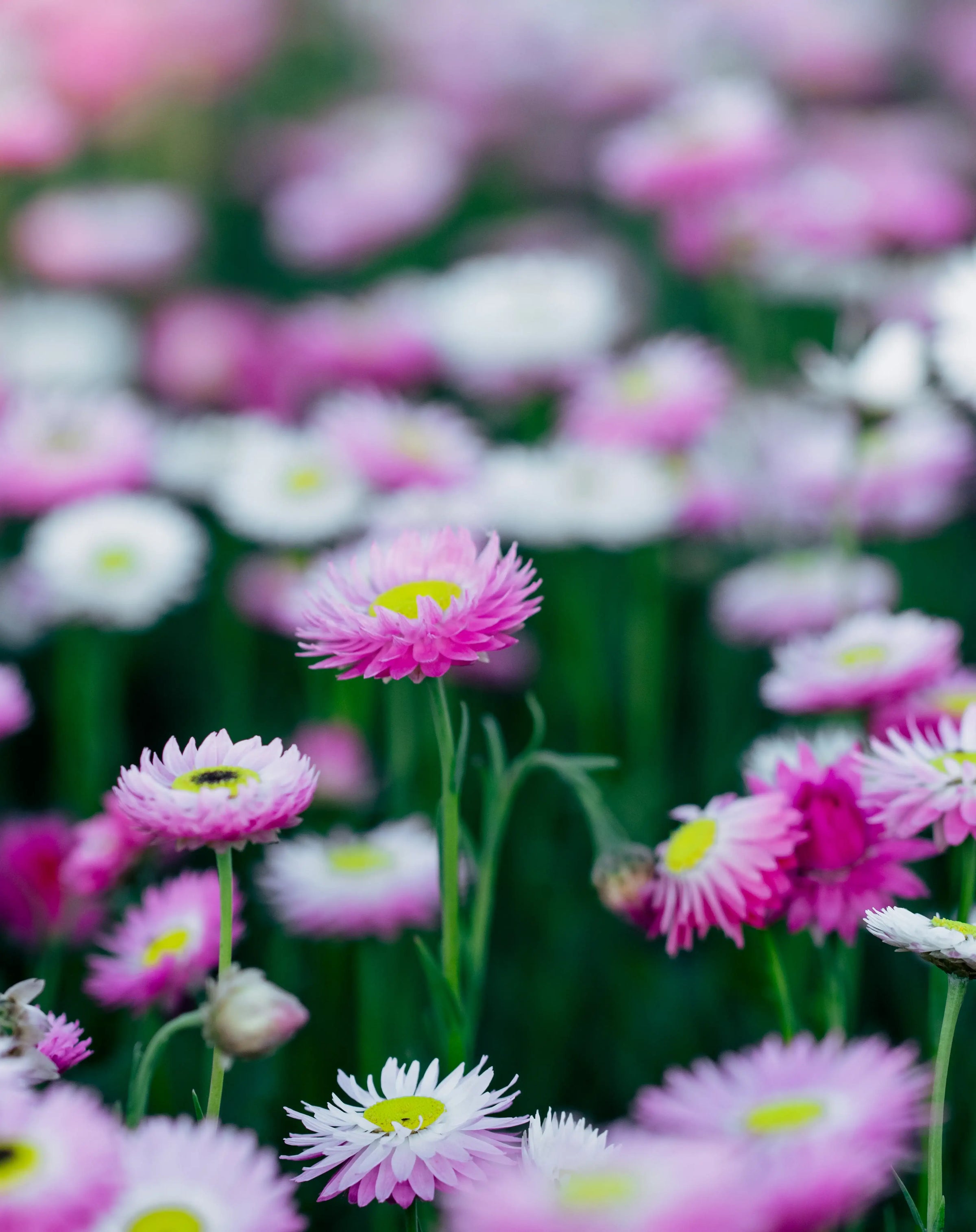 Close-up of pink and white flowers with a blurred background