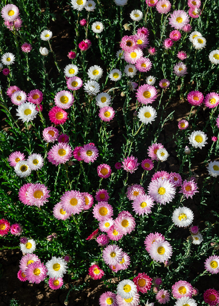 Close-up of Petal and Bow pink and white everlasting paper daisy flowers with a dark background in a field