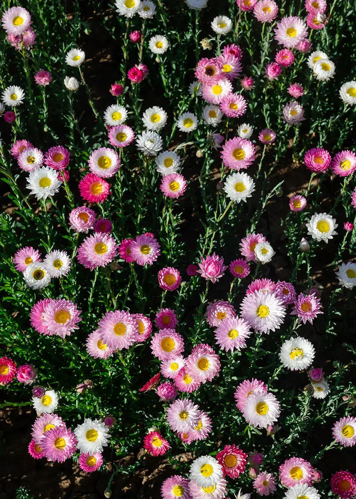 Close-up of Petal and Bow pink and white everlasting paper daisy flowers with a dark background in a field
