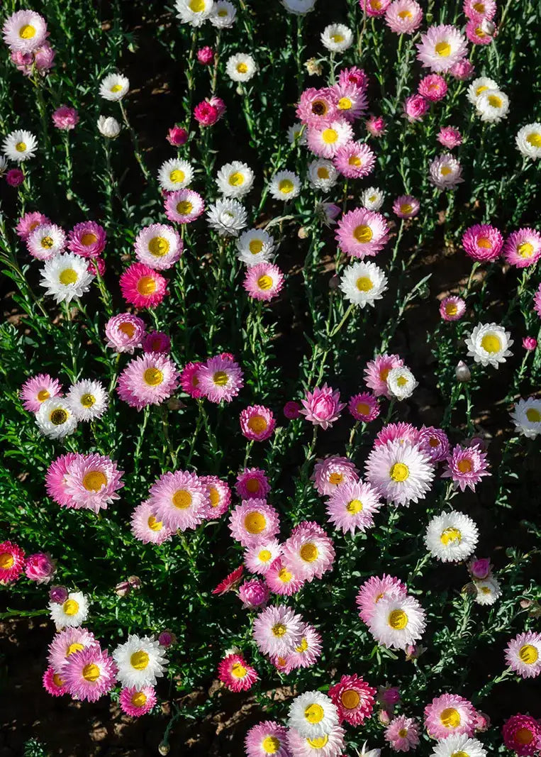 Pink & White Everlasting Paper Daisy Seeds | 50g