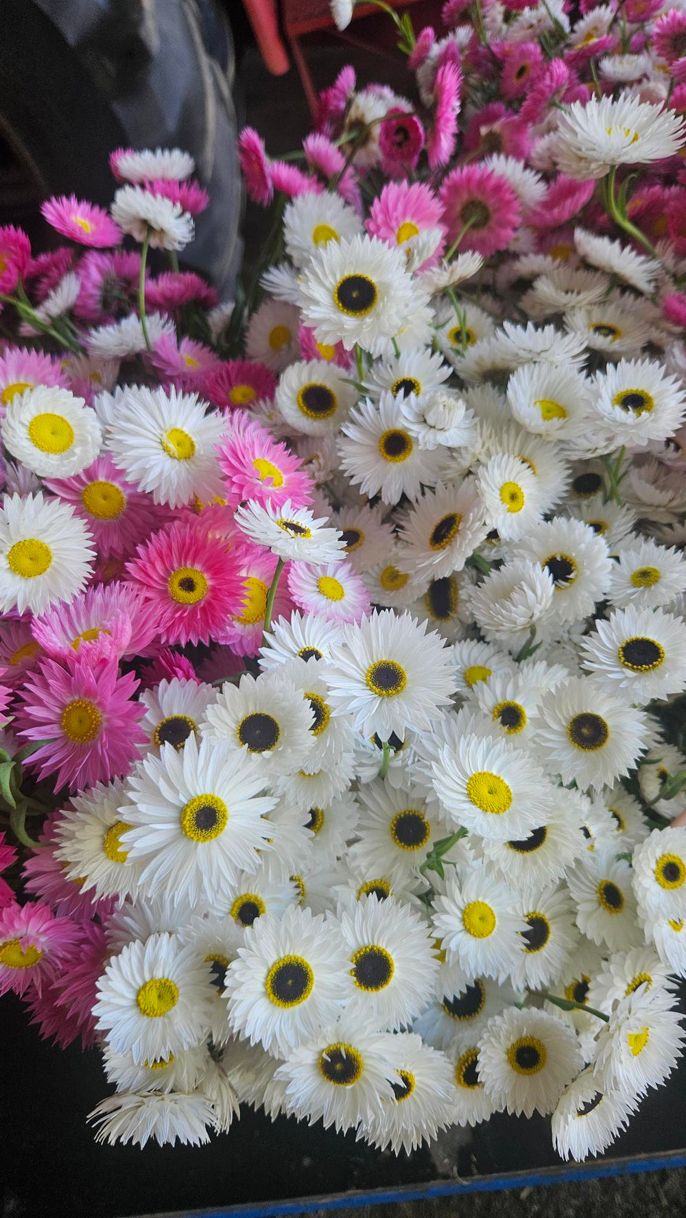 Bouquet of white and pink rhodanthe chlorosephala flowers with yellow centers on a dark surface