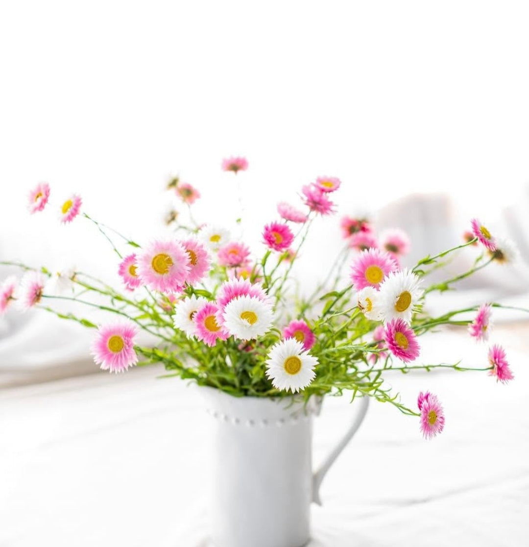 Petal and Bow everlasting paper daisies in a White pitcher filled on a white background