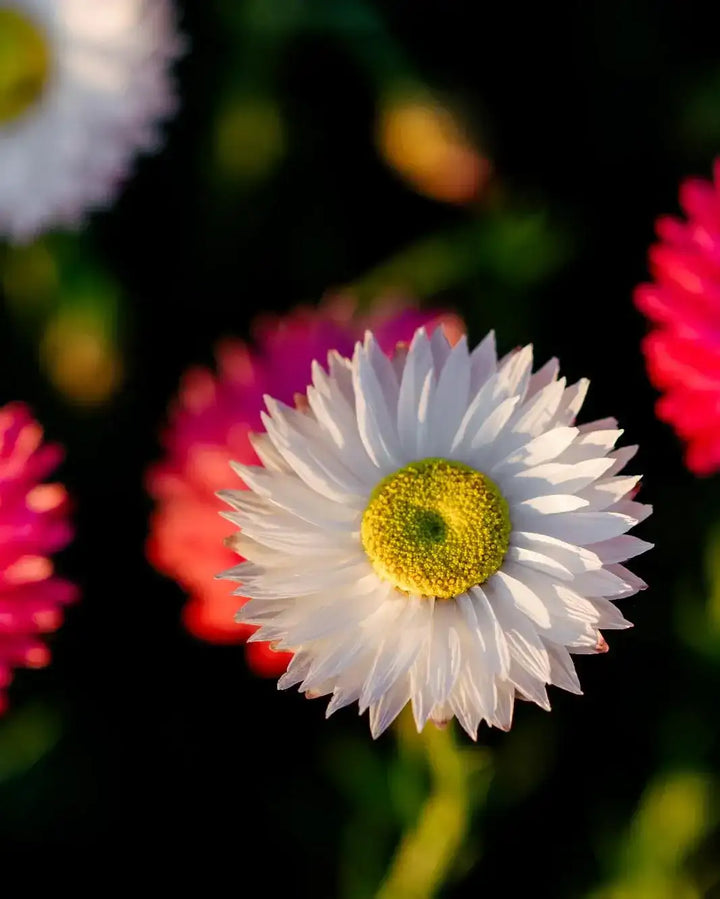 White everlasting paper daisy with yellow center, surrounded by pink blooms in garden setting