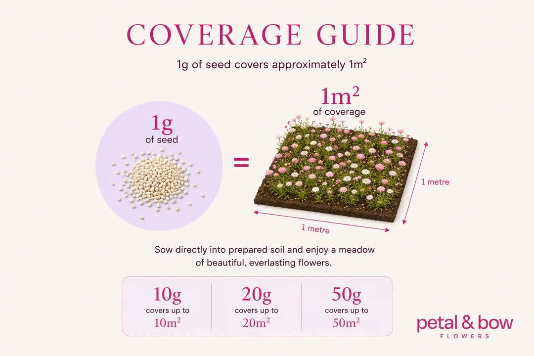 Everlasting paper daisy seed coverage guide: 1g seeds = 1m² meadow of pink & white blooms