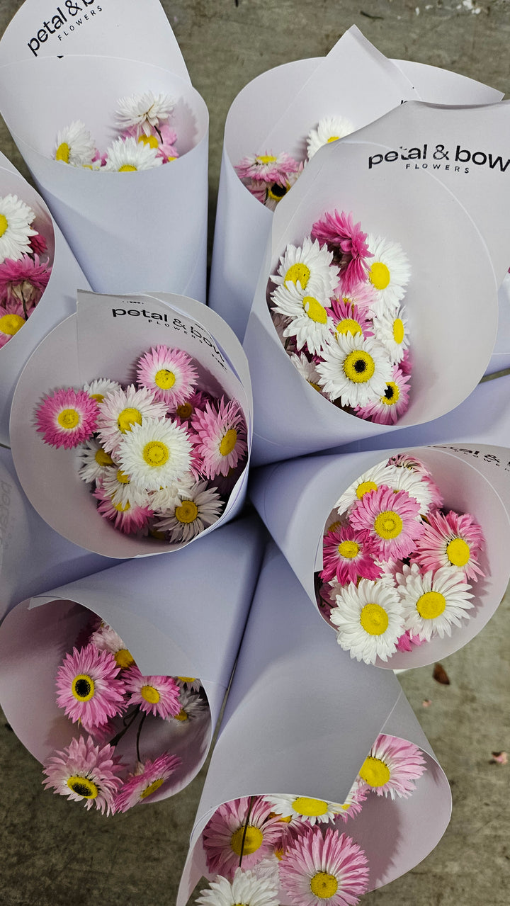 Dried Paper Daisy Flowers | Coonamble Florist | Petal & Bow Flowers | Seasonal Flowers | Everlasting Flowers | Everlasting Daisy | Dried Flowers | Send Flowers | Gift Flowers | Dried Rhodanthe