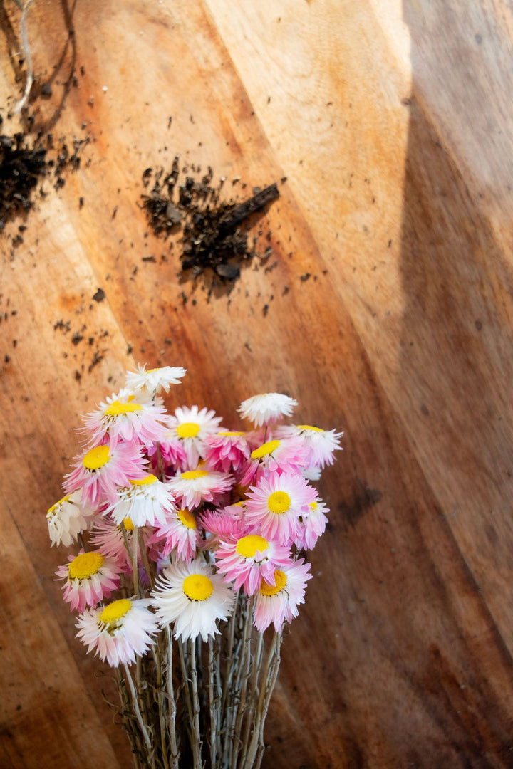 Dried Paper Daisy Flowers | Coonamble Florist | Petal & Bow Flowers | Seasonal Flowers | Everlasting Flowers | Everlasting Daisy | Dried Flowers | Send Flowers | Gift Flowers | Dried Rhodanthe | Australian Native Flowers 