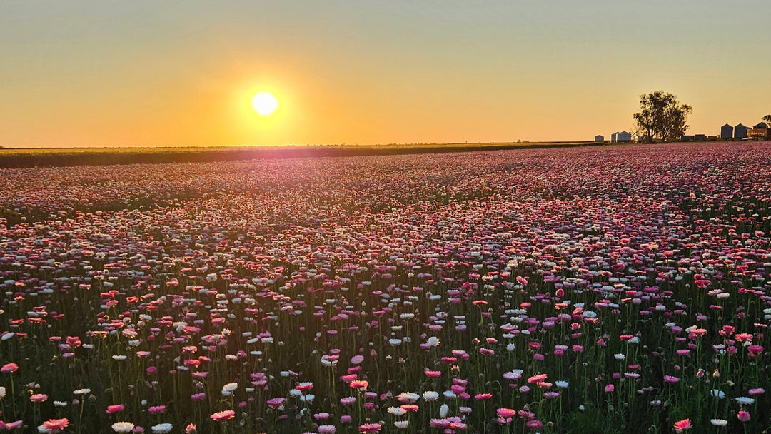 Paper Daisy Flowers | Coonamble Florist | Petal & Bow Flowers | Seasonal Flowers | Everlasting Flowers | Everlasting Daisy | Coonamble Flower Farm | Rhodanthe Flower FieldField | Paper Daisy | Australian Native Flower | Australian Wildflower | Flower Farmer