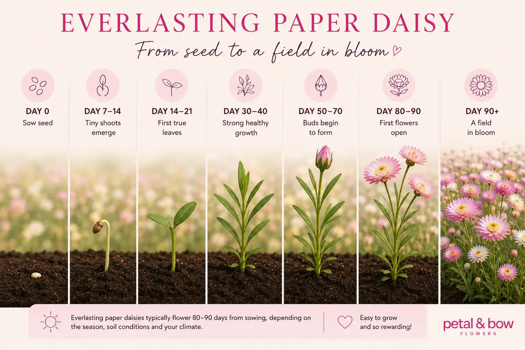 Everlasting paper daisy growth stages from seed to bloom, showing plant development over 90+ days in soil.
