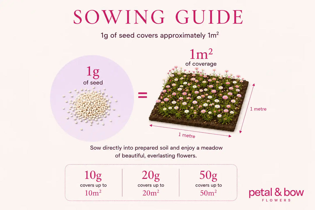 Sowing guide for everlasting paper daisy seeds: 1g covers 1m², ideal for meadow gardens and cut flowers.