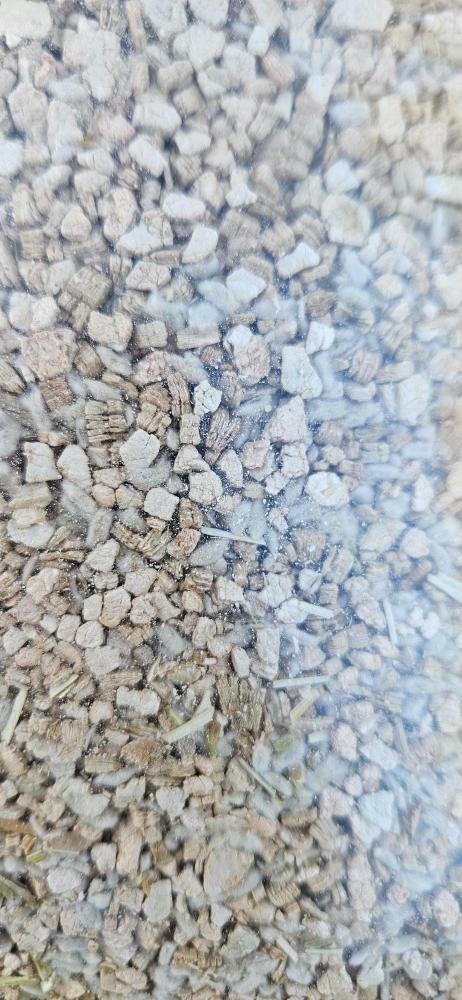 Bulk Seed 400g Pink and White Everlasting Paper Daisy Seed