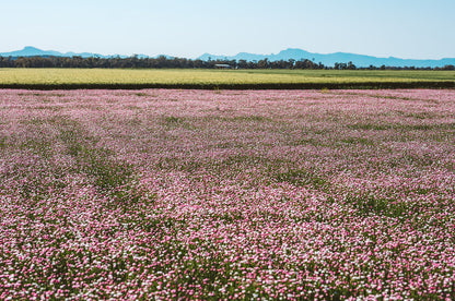 Daisy Delight Seeds