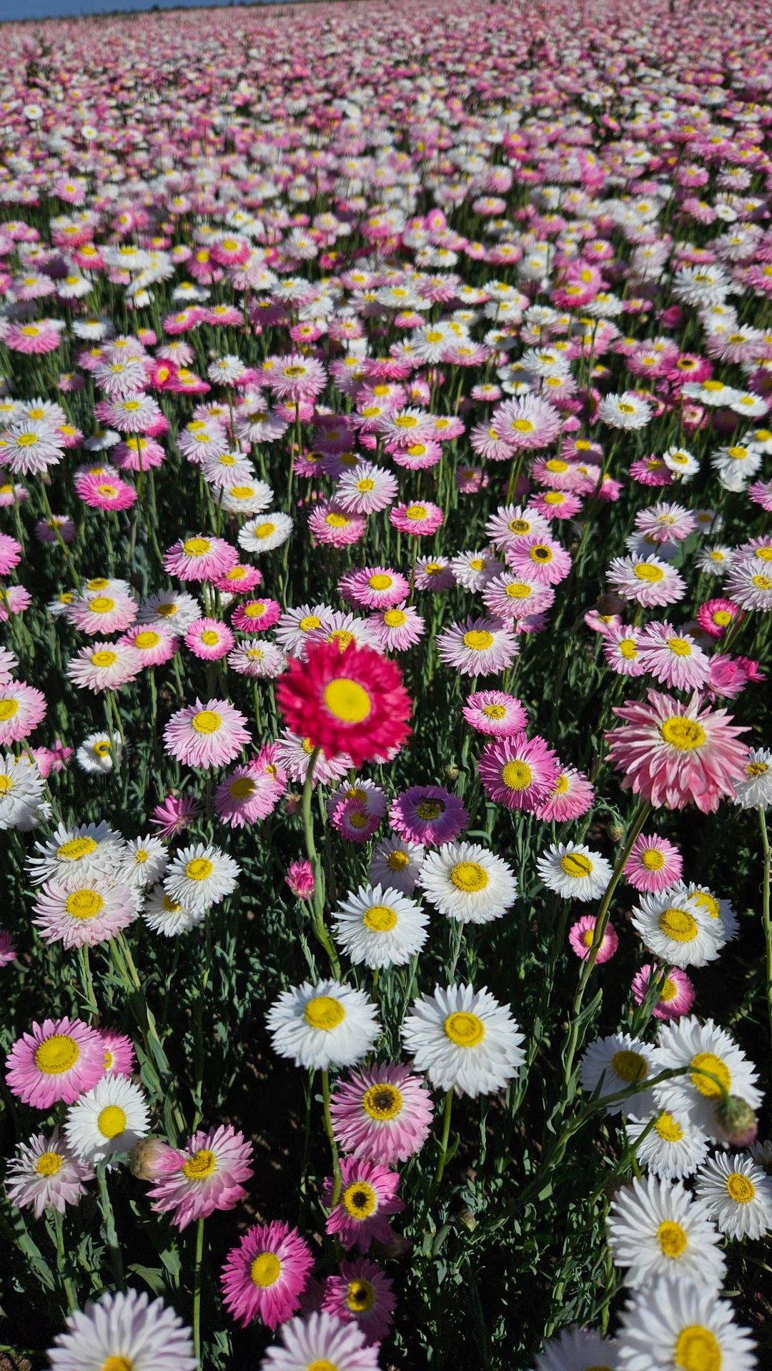 Wall of colourful Australian Native flowers  pink and white paper daisies in a field