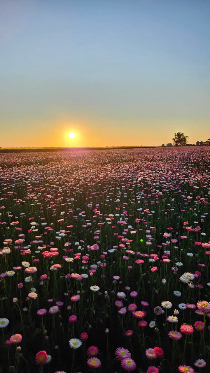 Everlasting paper daisies field at sunset, pink and white blooms in meadow garden under golden sky
