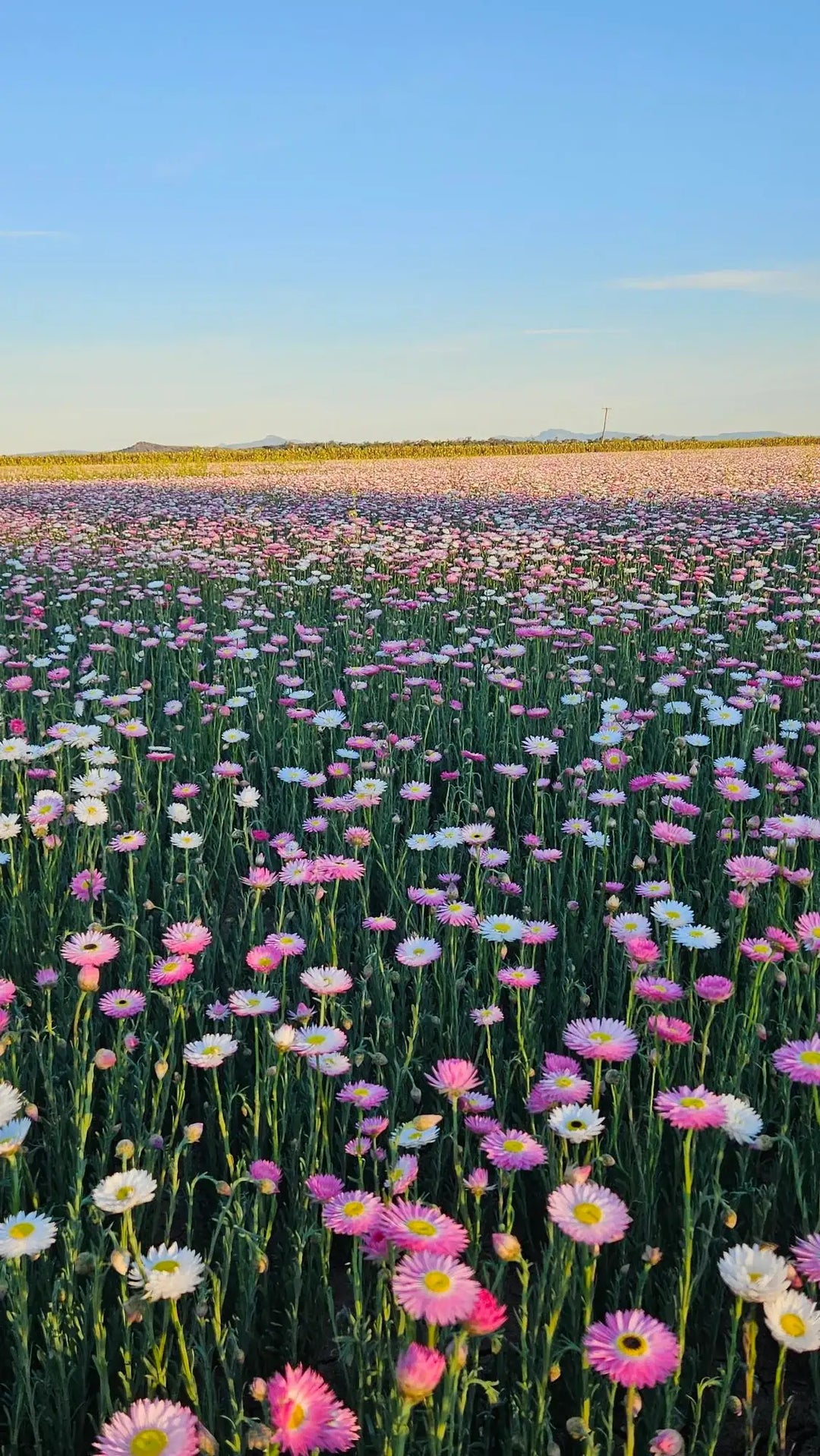 Close-up of a field of pink and white flowers with a clear blue sky.
