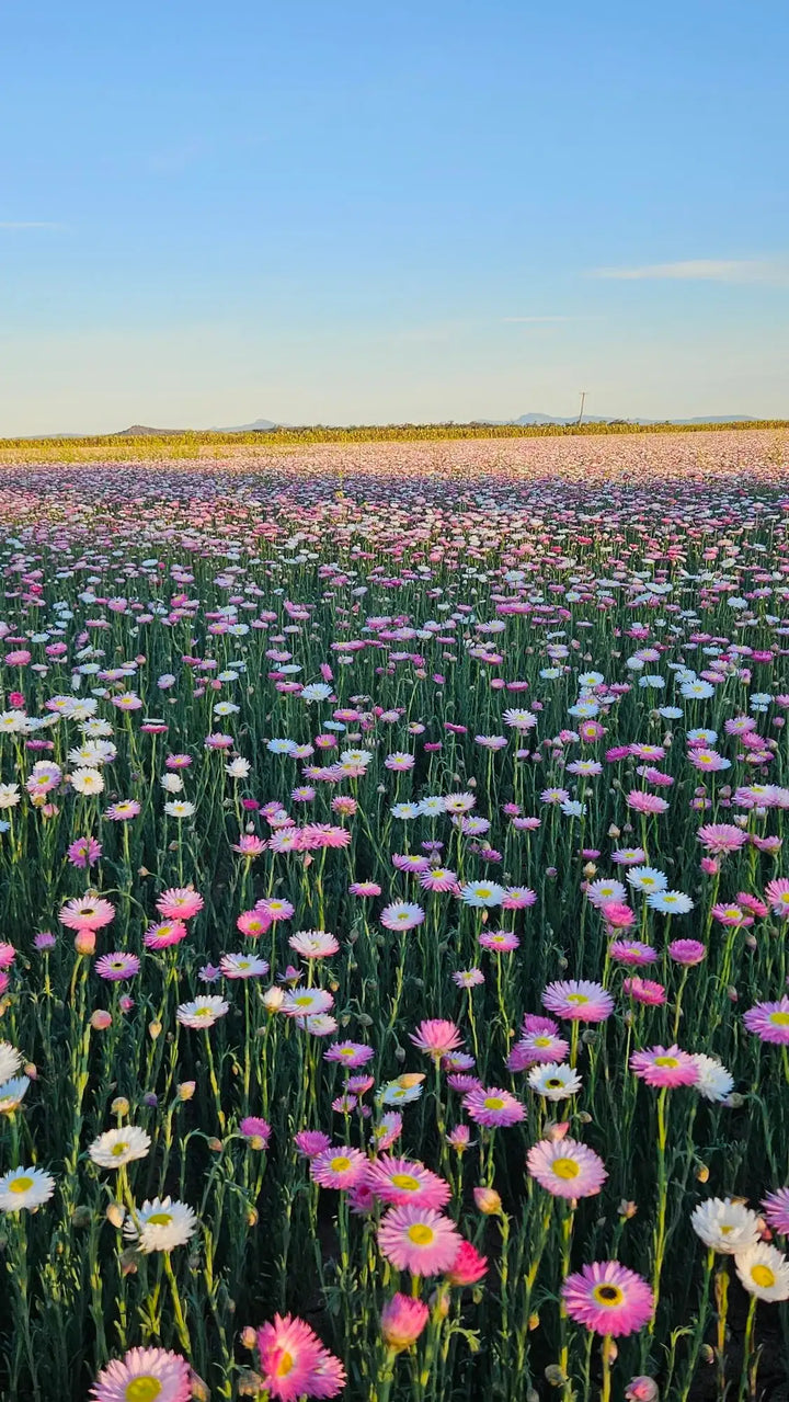 Close-up of a field of pink and white flowers with a clear blue sky.